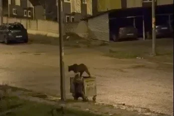 Kars’ta ayıların görev paylaşımı: Biri yedi, diğeri nöbet tuttu
