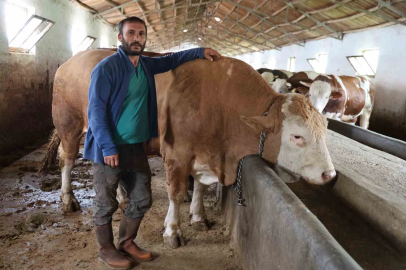 Elazığ’da 1 ton 200 kiloluk isimsiz tosun, alıcısını bekliyor

