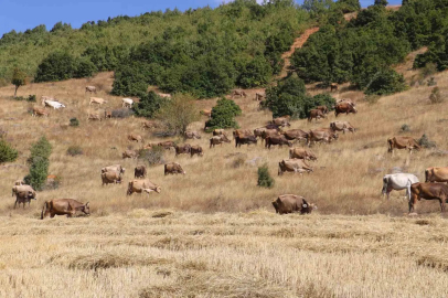 Sivas’ta büyükbaş hayvan sayısı azaldı
