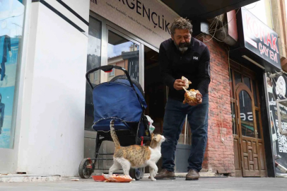 Anne kedinin ölen yavrusunun yaşaması için verdiği çaba duygulandırdı
