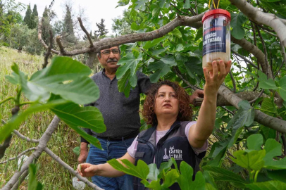 Tireli incir üreticisine ekşilik böceğine karşı tuzak dağıtıldı
