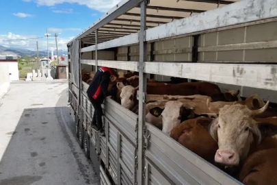 Erzincan’da kurbanlık sevkiyatına sıkı denetim
