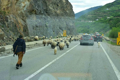 Gümüşhane yaylalarına geleneksel küçükbaş hayvan göçü başladı

