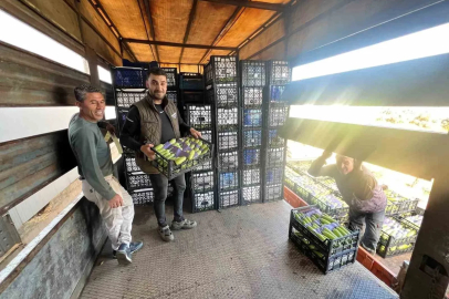İznik’te mevsimin ilk kabak hasadı
