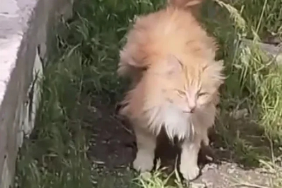 Kanadı andıran tüyleriyle dikkat çeken kedi kamerada
