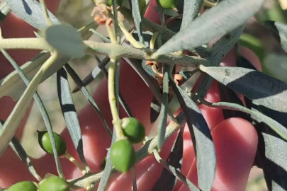 Didim’de zeytin üreticilerine "zeytin güvesi" uyarısı
