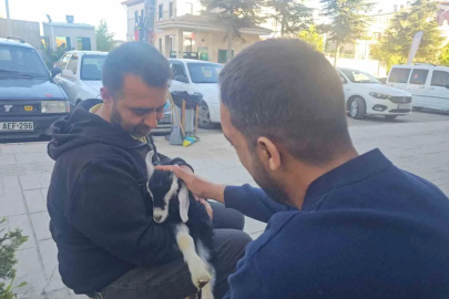 Elazığ’da ’Zeytin’ isimli oğlak, mahallenin maskotu haline geldi
