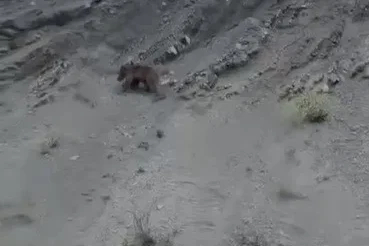 Yamaçtan kayan ayı gülümsetti
