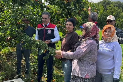 Kayısı bahçelerinde hasat başladı
