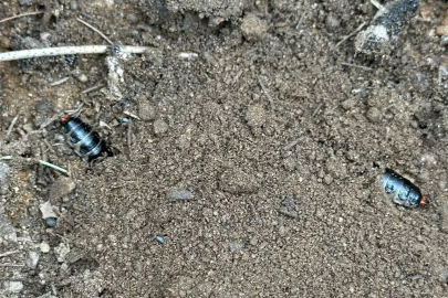 Çam ormanlarına biyolojik kalkan
