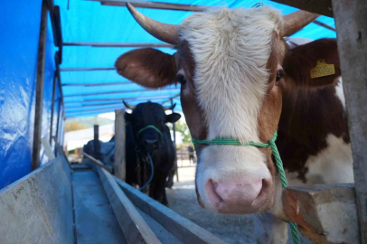 Kurban etindeki "koyu kan" ve "kötü koku" hastalık habercisi olabilir
