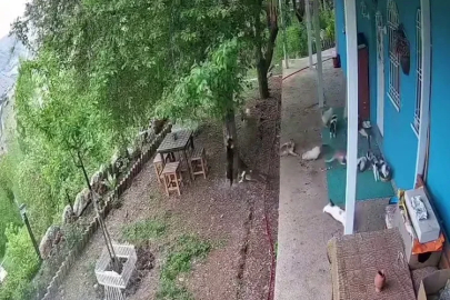 Malatya’da deprem paniği: Kedilerin panikle kaçışı kamerada

