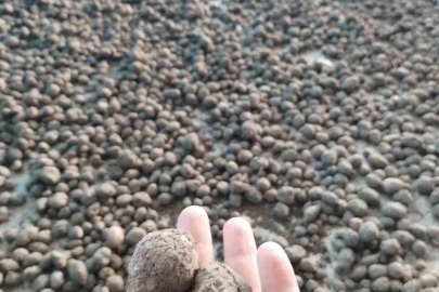 Bozdoğan’da salep hasadı kontrol altında
