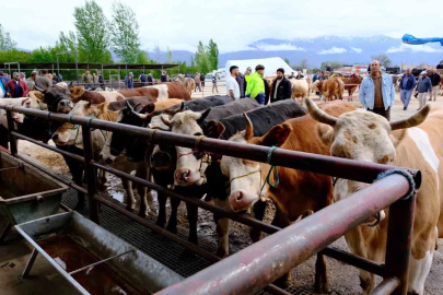 Erzincan’da hayvan pazarı hareketlendi: Sıkı pazarlıklar başladı
