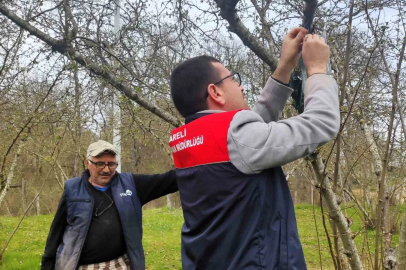 Kırklareli’de kahverengi kokarca böceği izleme çalışmaları
