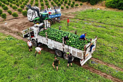 Tescilli Adana karpuzunda hasat başladı
