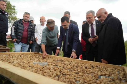 "Topraktaki altın" salebin hasadı başladı: Kilosu 12 bin TL
