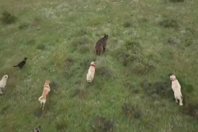 Eskişehir’de sürüye saldıran ayıya kangal köpekleri engel oldu
