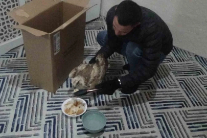 Yaralı kızıl şahini hayvanlara yem olması diye evine götürüp ekiplere teslim etti
