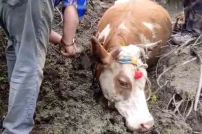 Çamura saplanan büyükbaş hayvanı vatandaşlar kurtardı
