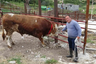 1 tonluk ‘Paşaköy Efesi’ 420 bin TL’den alıcısını bekliyor
