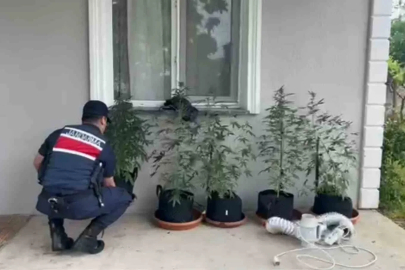 Evini kenevir bahçesine çeviren şahıs yakalandı
