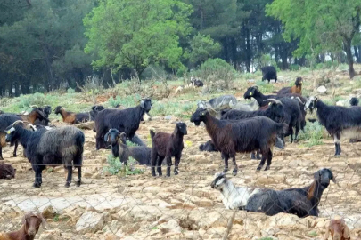 Muğla’da Kurbanlık satışında hareketlilik başladı
