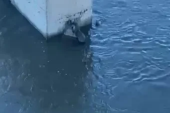 Su samuru balık yerken görüntülendi
