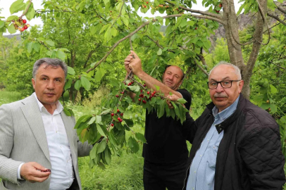 Bu kirazların ilk hasatı satılmıyor, misafirlere ikram ediliyor
