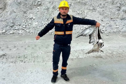 Hisarcık’ta maden sahasında bitkin halde bulunan balık kartalı tedavi altına alındı
