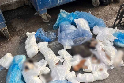 İzmir’de 33 ölü kedi olayında gözaltına alınan veteriner, tutuklama talebiyle mahkemeye sevk edildi

