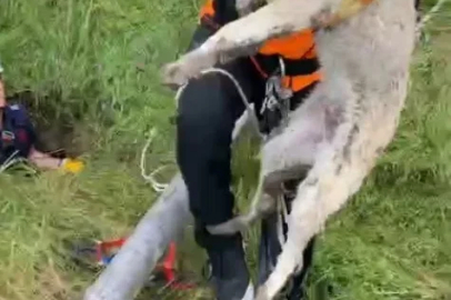 Isparta’da foseptik çukuruna düşen yavru köpek ve kaplumbağa kurtarıldı
