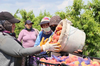 Adana’da erkenci şeftali hasadı başladı: Bahçede kilogramı 10-20 TL
