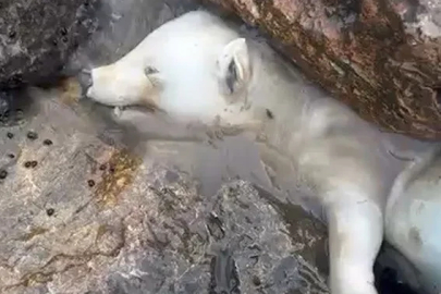Kutup ayısı sanıldı, gerçek kısa sürede ortaya çıktı
