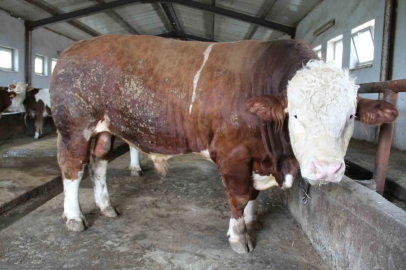 1,5 tonluk ’Tosun Paşa’ Kurban Bayramı öncesi alıcısını bekliyor
