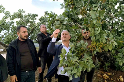 Altun, dolu yağışlarının ardından fıstık bahçelerini gezdi
