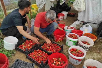 Organik çilek üreticileri pazar için destek bekliyor
