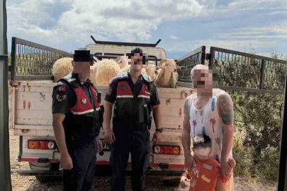 Kurban Bayramı öncesi çalınan koyunları jandarma buldu
