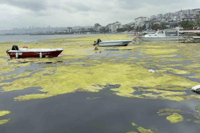 Kurupelit Marina’daki "deniz marulu" sorununa neşter: 345 bin metreküp dip çamuru temizlenecek
