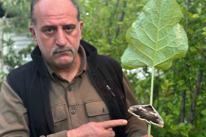 Oltu’da baykuş kelebeği görüntülendi
