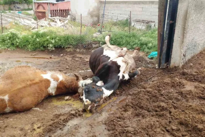 Niğde’de yıldırım düşmesi sonucu iki inek telef oldu

