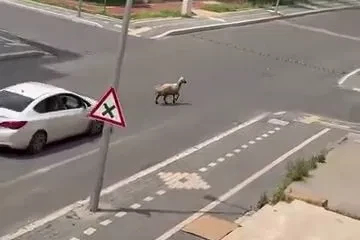 Diyarbakır’da kaçan kurbanlık trafiğin altını üstüne getirdi
