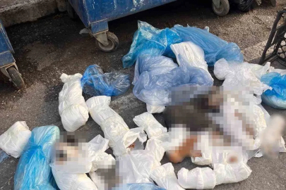 Başsavcılık itiraz etmişti, 33 kediyi öldüren veteriner tutuklandı
