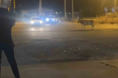 Mardin’de kaçan kurbanlık inek ortalığı birbirine kattı
