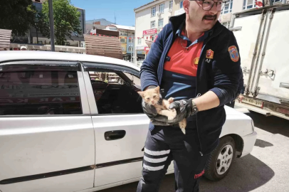Yavru kediyi kurtarmak için iki operasyon
