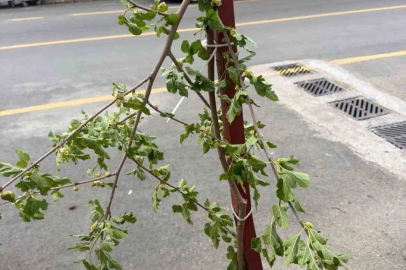 Dut ağacının taze dalını kırmakla yetinmeyip dönüp yemeye başladı
