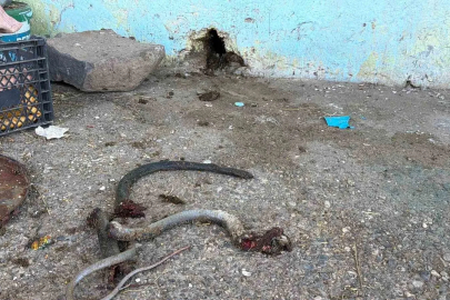 Yılanı vurmak isterken 5 kişiyi yaraladı
