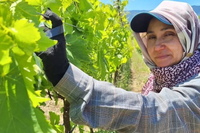 Üreticiler üzüm için zamana karşı yarışıyor
