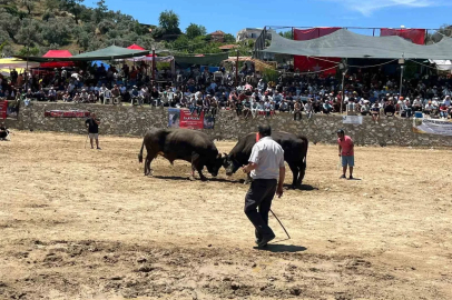 Germencik’te 63 çift boğa güreşti
