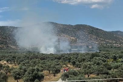 Bayındır’da zeytinlik alanda yangın
